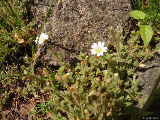 Cerastium alpinum - Alpen-Hornkraut  VII-VIII