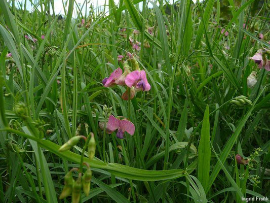 Lathyrus sylvestris / Wald-Platterbse