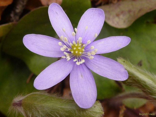Hepatica nobilis / Leberblümchen