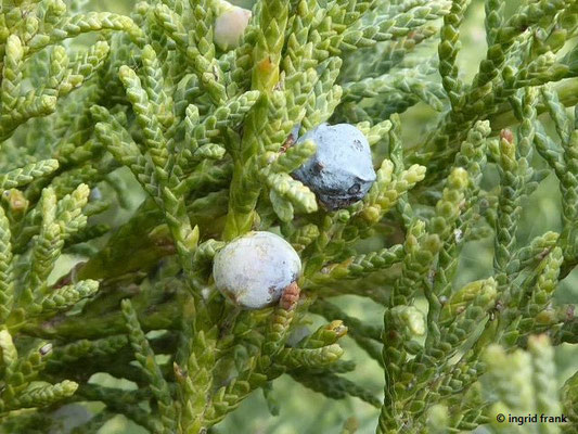 Juniperus excelsa / Hoher Wacholder    (28.04.2019; Italien, Autobahnraststätte in der südlichen Poebene)