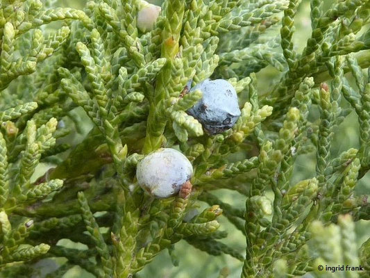 Juniperus excelsa / Hoher Wacholder    (28.04.2019; Italien, Autobahnraststätte in der südlichen Poebene)