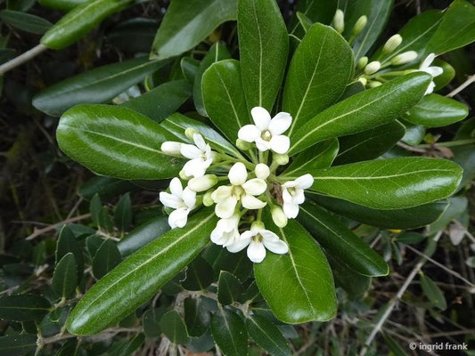 Pittosporum tobira / Chinesischer Pechsamenstrauch, Klebsame