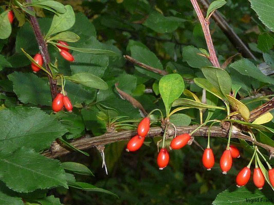 Berberis thunbergii / Thunberg-Berberitze