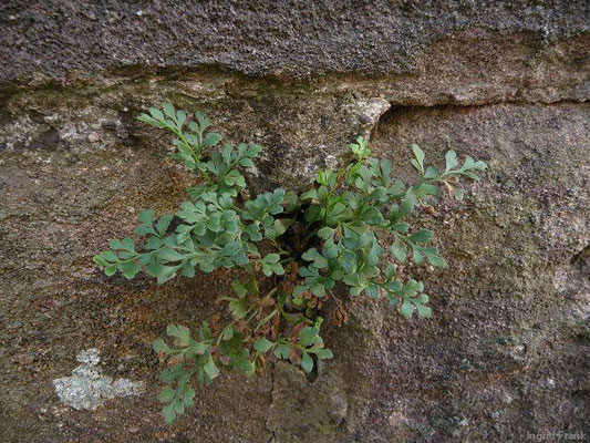 Asplenium ruta-muraria / Mauerraute    (15.10.2011; Neuf-Brisach, Festungsmauer)