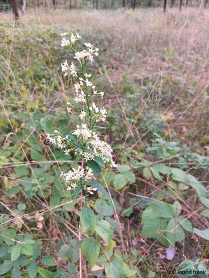 Vincetoxicum hirundinaria / Weiße Schwalbenwurz