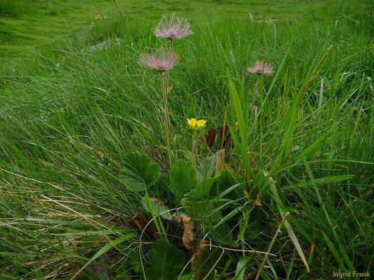 Geum montanum - Berg-Nelkenwurz