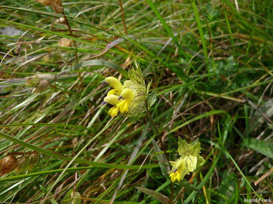 Rhinanthus glacialis / Begrannter Klappertopf    VI-IX