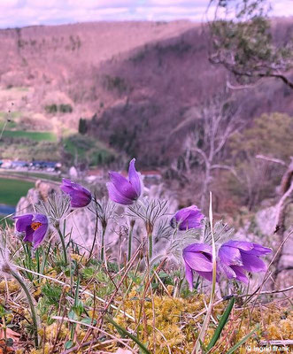 Pulsatilla vulgaris / Gewöhnliche Küchenschelle  (02.04.2024; auf dem Schaufelsen bei Neidingen)