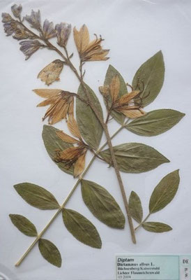 Dictamnus albus / Weißer Diptam  (05/2008; Büchsenberg/Kaiserstuhl)  (Herbarium Dr. Wolf v. Thun)