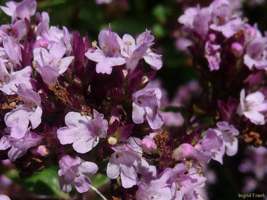 Origanum vulgare / Gewöhnlicher Dost , Oregano
