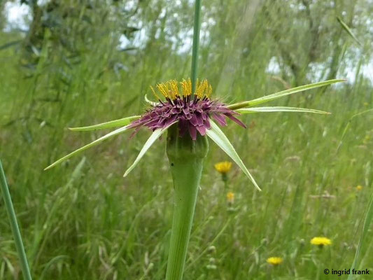Tragopogon spec. (110 Arten)