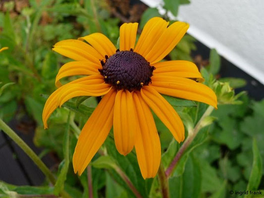 Rudbeckia hirta / Rauhaarige Rudbeckie