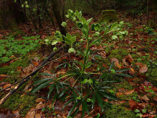Helleborus foetidus / Stinkende Nieswurz    (06.04.2014; am Dreifaltigkeitsberg bei Spaichingen)