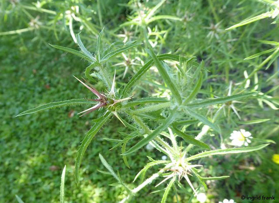 Centaurea calcitrapa / Stern-Flockenblume (20.06.2022; Botanischer Garten der Universität Konstanz)