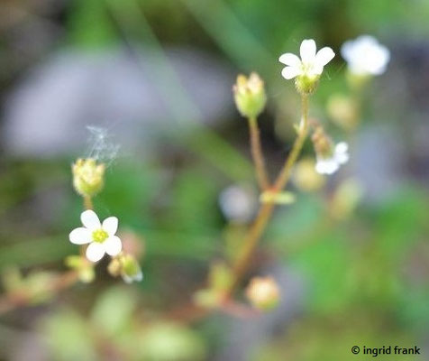 Saxifraga tridactylites / Dreifinger-Steinbrech