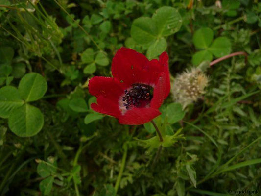 Anemone coronaria - Kronen-Anemone (Ephesus)