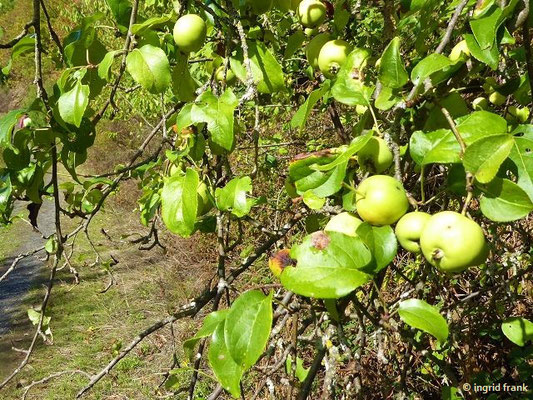 Malus sylvestris / Holz-Apfel, Wild-Apfel    (Baden-Württemberg: 3 (gefährdet)