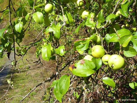 Malus sylvestris / Holz-Apfel, Wild-Apfel; Baden-Württemberg: 3 (gefährdet)
