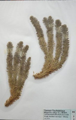 Huperzia selago / Tannen-Teufelsklaue    VII-X    (Herbarium Dr. Wolf von Thun)