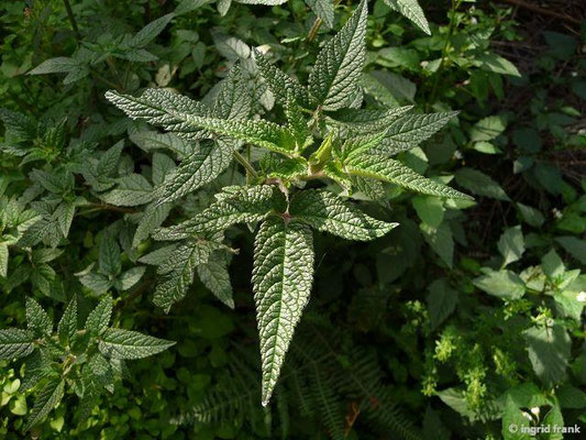 Cedronella canariensis / Kanarischer Zitronenstrauch