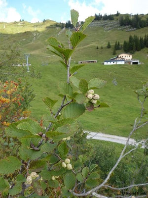 17.09.2019 - Vorarlberg, Faschina