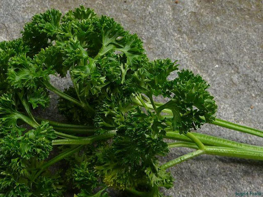 Petroselinum crispum / Garten-Petersilie