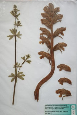 Orobanche caryophllacea / Nelken-Sommerwurz   (05/2013; Oberbergen)  (Herbarium Dr. Wolf von Thun)
