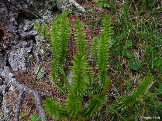 Lycopodium annotinum / Sprossender Bärlapp