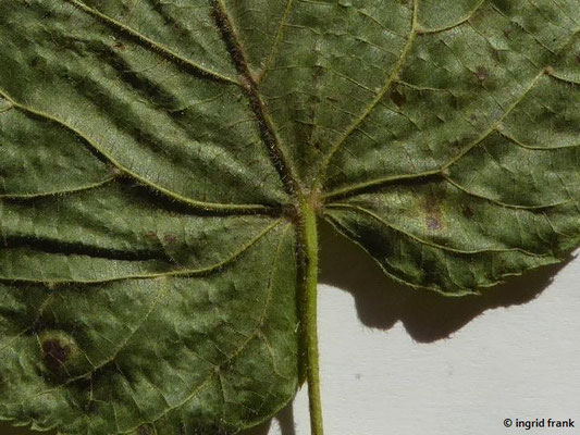 Tilia platyphyllos / Sommer-Linde