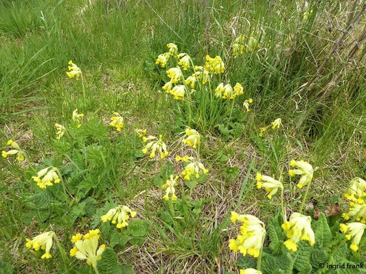 Primula veris / Wiesen-Schlüsselblume IV-VI