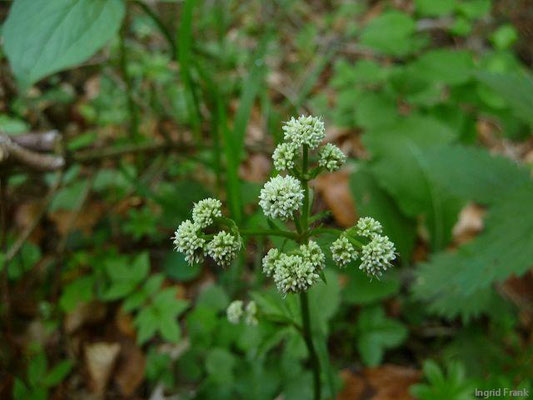 Sanicula spec. (39 Arten)