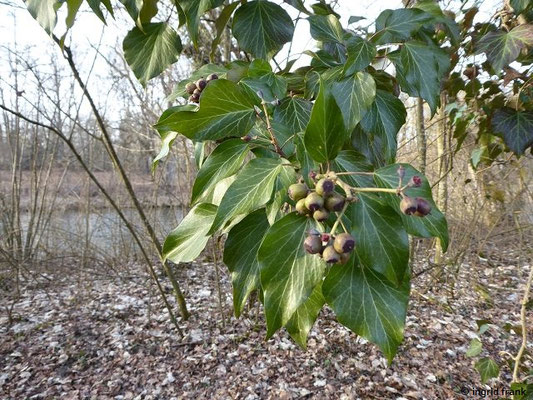 Hedera helix / Efeu    (20.02.2019; am Unterlauf der Argen)