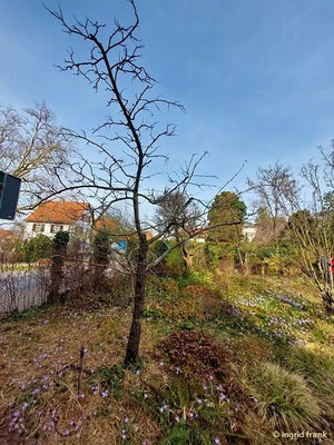 17.02.2021 Sorbus domestica / Speierling  (Weinheim, Schau- und Sichtungsgarten Hermannshof)