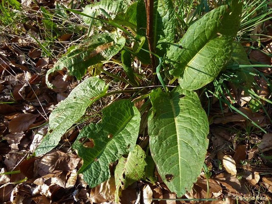 Rumex obtusifolius / Stumpfblättriger Ampfer