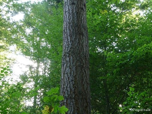 Pseudotsuga menziesii