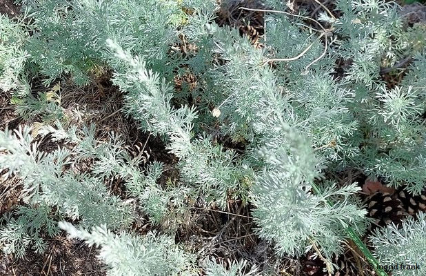 Artemisia austriaca / Österreichischer Beifuß  VII-IX