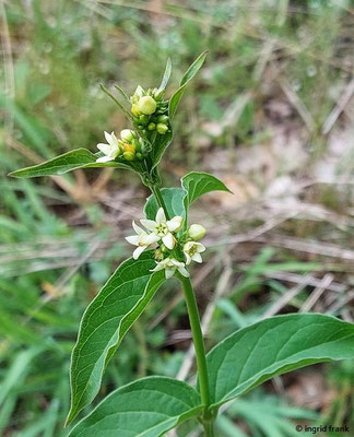 Vincetoxicum hirundinaria / Gewöhnliche Schwalbenwurz (03.06.2025; NSG Haarberg-Wasserberg, Landkreis Göppingen)