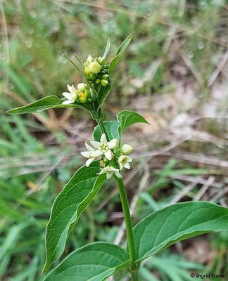 Vincetoxicum hirundinaria / Gewöhnliche Schwalbenwurz (03.06.2025; NSG Haarberg-Wasserberg, Landkreis Göppingen)