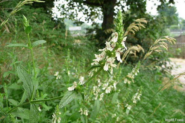 Stachys recta / Aufrechter Ziest    VI-X