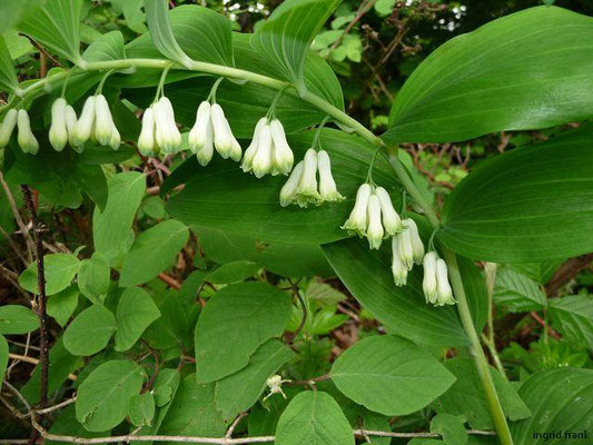 Polygonatum multiflorum / Vielblütige Weißwurz