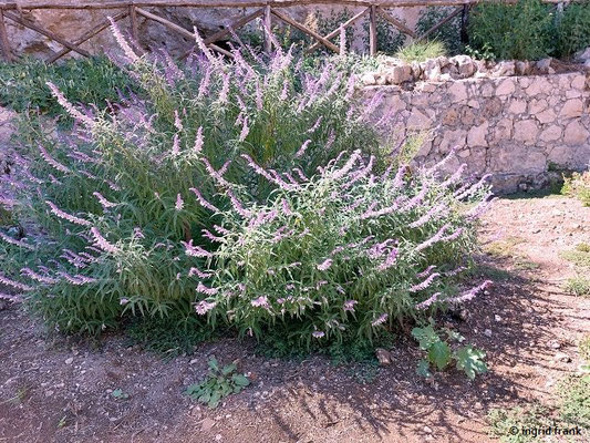 Salvia leucantha / Strauchiger Salbei