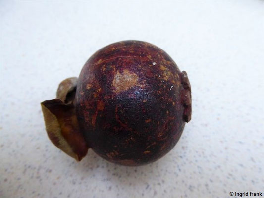 Garcinia mangostana / Mangostane