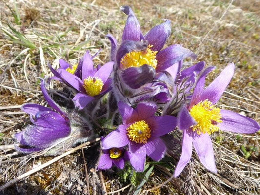 Pulsatilla spec. (38 Arten)