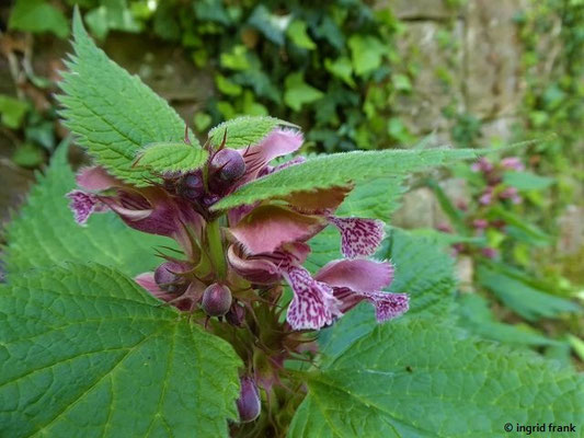 Betonica grandiflora - Großblütiger Ziest  (12.05.2019; Botanischer Garten der Universität Würzburg)