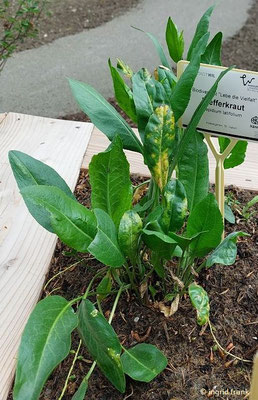 Lepidium latifolium / Breitblättrige Kresse, Pfefferkraut  V-VII  (Wiler Klostergarten auf der Landesgartenschau 2024 in Wangen im Allgäu)