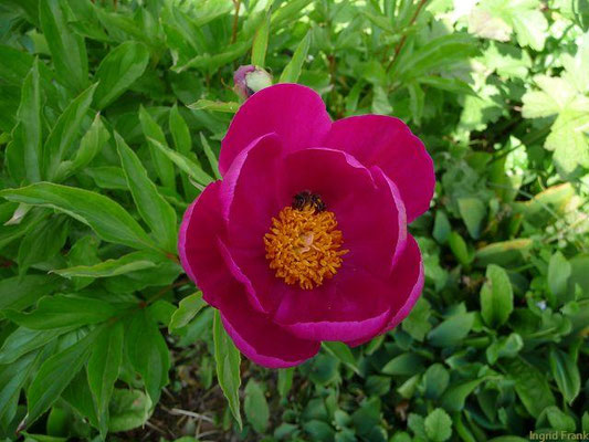 Paeonia spec. (25-40 Arten)