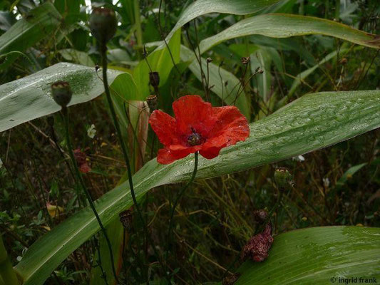 Papaver dubium - Saat-Mohn