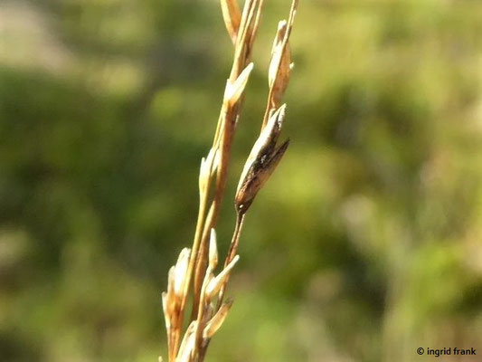 Molinia caerulea / Pfeifengras, Besenried