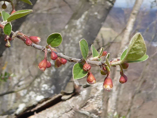 Cotoneaster integerrimus / Gewöhnliche Zwergmispel    IV-V