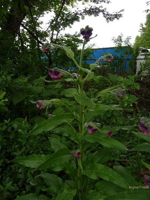 Cynoglossum officinale / Echte Hundszunge    V-VII